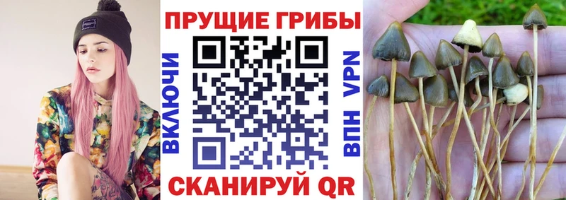 Галлюциногенные грибы Cubensis  Щёлкино 